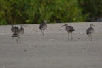 Eurasian whimbrel. Adult Asiatic whimbrels. Kinka Beach, Queensland, Australia. Image © Noel Knight by Noel Knight.