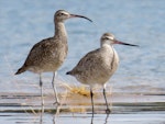 Eurasian whimbrel. Adult roosting with bar-tailed godwit. Ngunguru sandspit, January 2020. Image © Scott Brooks (ourspot) by Scott Brooks.