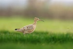 Little whimbrel. Adult on migration, searching for insects in grassland. Shanghai, China, April 2010. Image © Jacques Wei by Jacques Wei.