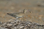 Little whimbrel. Adult carrying scarabaeid larva. Yi-Land, Taiwan, October 2012. Image © Kevin Lin by Kevin Lin.