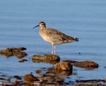 Little whimbrel. Adult, non-breeding. Bald Hills Beach, Port Wakefield, South Australia, March 2017. Image © John Fennell by John Fennell.