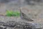 Little whimbrel. Adult. Yi-Land, Taiwan, October 2012. Image © Kevin Lin by Kevin Lin.