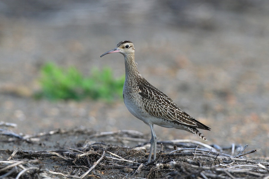 Little whimbrel. Adult. Yi-Land, Taiwan, October 2012. Image © Kevin Lin by Kevin Lin.