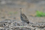 Little whimbrel. Adult. Yi-Land, Taiwan, October 2012. Image © Kevin Lin by Kevin Lin.