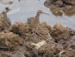 Little whimbrel. Adult. Jiangsu Province, China, April 2014. Image © David Melville by David Melville.