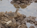 Little whimbrel. Adult. Jiangsu Province, China, April 2014. Image © David Melville by David Melville.