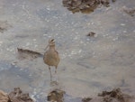 Little whimbrel. Adult. Jiangsu Province, China, April 2014. Image © David Melville by David Melville.