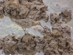 Little whimbrel. Adult. Jiangsu Province, China, April 2014. Image © David Melville by David Melville.