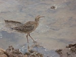 Little whimbrel. Adult. Jiangsu Province, China, April 2014. Image © David Melville by David Melville.