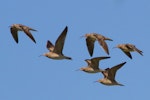 Little whimbrel. Flock in flight. Broome, Western Australia, March 2015. Image © Ric Else by Ric Else.