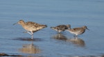 Little whimbrel. Adult (left) with sharp-tailed sandpipers. Bald Hills Beach, Port Wakefield, South Australia, March 2017. Image © John Fennell by John Fennell.