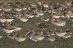 Little whimbrel. Roosting with bar-tailed godwits. Miranda, January 2018. Image © Oscar Thomas by Oscar Thomas.