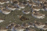 Little whimbrel. Showing diagnostic stripe on crown. Miranda, January 2018. Image © Oscar Thomas by Oscar Thomas.