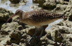 Bristle-thighed curlew. Adult. Ahnd Atoll, Pohnpei, Federated States of Micronesia, June 2013. Image © Glenn McKinlay by Glenn McKinlay.