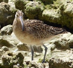 Bristle-thighed curlew. Adult. Ahnd Atoll, Pohnpei, Federated States of Micronesia, June 2013. Image © Glenn McKinlay by Glenn McKinlay.