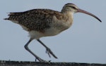 Bristle-thighed curlew. Adult in characteristic rail-like crouched posture. Majuro, Marshall Islands, June 2010. Image © Glenn McKinlay by Glenn McKinlay.