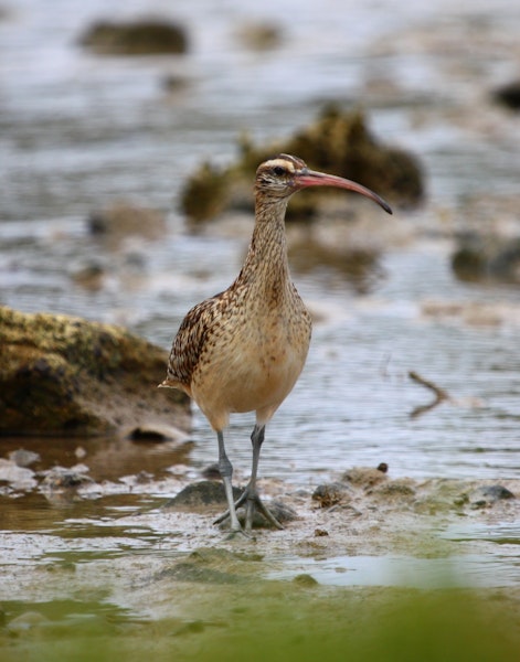 Bristle-thighed curlew. Adult. Rarotonga, October 2011. Image © Craig Steed by Craig Steed.