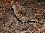 Bristle-thighed curlew. Adult. Rawaki, Phoenix Islands, May 2008. Image © Mike Thorsen by Mike Thorsen.