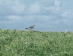 Bristle-thighed curlew. First record from New Zealand. Macauley Island, Kermadec Islands, August 1966. Image © Department of Conservation (image ref: 10044256) by Brian Bell, Department of Conservation.