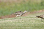 Bristle-thighed curlew. Adult non-breeding. Hawai`i - Island of Moloka`i, October 2008. Image © Jim Denny by Jim Denny.