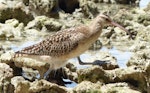 Bristle-thighed curlew. Adult. Ahnd Atoll, Pohnpei, Federated States of Micronesia, June 2013. Image © Glenn McKinlay by Glenn McKinlay.