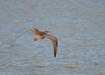 Bristle-thighed curlew. Nonbreeding adult in flight. Hawai`i - Island of Kaua`i, September 2012. Image © Jim Denny by Jim Denny.