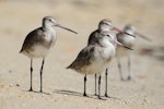 Black-tailed godwit. Adults in non-breeding plumage (left and rear) with bar-tailed godwit. Cairns, Queensland, January 2014. Image © Richard Else by Richard Else.