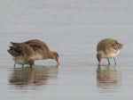 Black-tailed godwit. Three non-breeding adults foraging. Miranda, October 2016. Image © Scott Brooks (ourspot) by Scott Brooks.