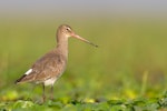 Black-tailed godwit. Non-breeding adult. Non-breeding adult, January 2015. Image © Arindam Bhattacharya by Arindam Bhattacharya.