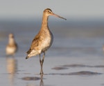 Black-tailed godwit. Adult in non-breeding plumage. Broome, Western Australia, May 2015. Image © Richard Else by Richard Else.