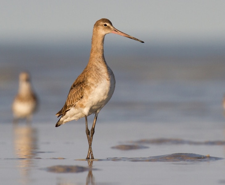 Black-tailed godwit. Adult in non-breeding plumage. Broome, Western Australia, May 2015. Image © Richard Else by Richard Else.