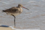 Black-tailed godwit. Non-breeding adult. Cairns foreshore, January 2017. Image © Imogen Warren by Imogen Warren.