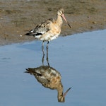 Black-tailed godwit. Adult coming out of breeding plumage (one of the western subspecies). Titchwell, United Kingdom, September 2013. Image © Duncan Watson by Duncan Watson.