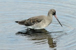 Black-tailed godwit. Adult in winter plumage (one of the western subspecies). Titchwell, United Kingdom, September 2013. Image © Duncan Watson by Duncan Watson.