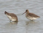 Black-tailed godwit. Two non-breeding adults foraging. Miranda, October 2016. Image © Scott Brooks (ourspot) by Scott Brooks.