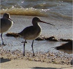 Black-tailed godwit. Adult, nonbreeding. Cairns, August 2009. Image © Glenn McKinlay by Glenn McKinlay.