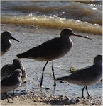 Black-tailed godwit. Adult, nonbreeding. Cairns, August 2009. Image © Glenn McKinlay by Glenn McKinlay.