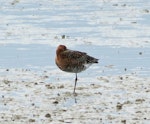 Black-tailed godwit. Adult in breeding plumage sleeping. Miranda, March 2012. Image © Ray Buckmaster by Ray Buckmaster.