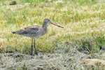 Black-tailed godwit. Adult in non breeding plumage (one of the western subspecies). Baie de Somme, France, July 2016. Image © Cyril Vathelet by Cyril Vathelet.