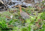 Black-tailed godwit. Adult in breeding plumage. Buldir Island, Alaska, June 2009. Image © Raymond Buchheit by Raymond Buchheit.