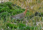 Black-tailed godwit. Adult in breeding plumage. Buldir Island, Alaska, June 2009. Image © Raymond Buchheit by Raymond Buchheit.