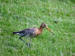 Black-tailed godwit. Adult in breeding plumage (subspecies limosa). Texel, The Netherlands, June 2014. Image © Koos Baars by Koos Baars.