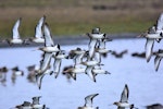 Black-tailed godwit. Ventral view of birds in flight. Parc du Marquenterre, France, December 2016. Image © Cyril Vathelet by Cyril Vathelet.