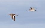 Black-tailed godwit. Adults in non-breeding plumage in flight. Broome, Western Australia, March 2015. Image © Richard Else by Richard Else.