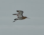 Black-tailed godwit. Adult in breeding plumage in flight, showing underwing. Miranda, January 2014. Image © Bartek Wypych by Bartek Wypych.