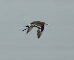 Black-tailed godwit. Adult in breeding plumage in flight, showing upperwing. Miranda, January 2014. Image © Bartek Wypych by Bartek Wypych.