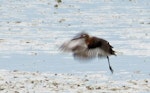 Black-tailed godwit. Adult in breeding plumage taking off. Miranda, March 2012. Image © Ray Buckmaster by Ray Buckmaster.