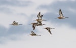 Black-tailed godwit. Adults in breeding plumage in flight (lead bird in non-breeding plumage). Broome, Western Australia, March 2015. Image © Richard Else by Richard Else.