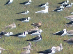 Black-tailed godwit. Adult in breeding plumage with bar-tailed godwits, pied stilts and a red-billed gull. Miranda, January 2014. Image © Alan Tennyson by Alan Tennyson.