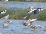 Black-tailed godwit. Adult in breeding plumage with bar-tailed godwits, pied stilts and lesser knots. Miranda, January 2014. Image © Alan Tennyson by Alan Tennyson.